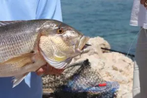 Sea fishing photos from Croatia - photo 16